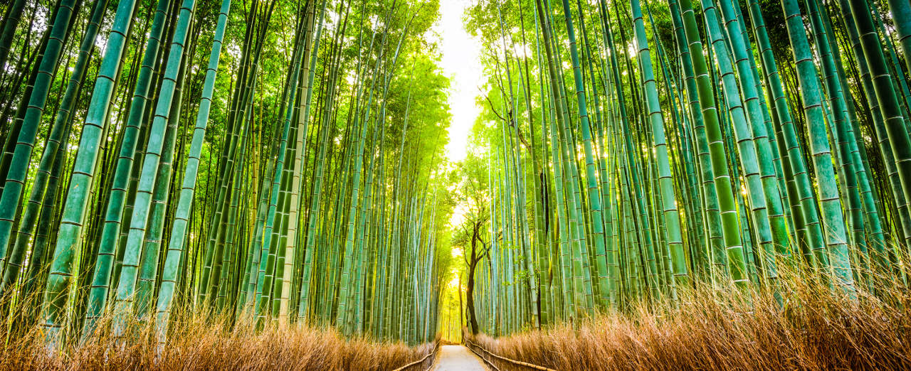 Bamboo Forest Background