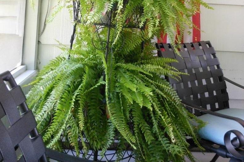 Garden Ferns