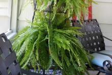 Garden Ferns