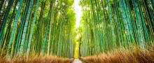 Bamboo forest background
